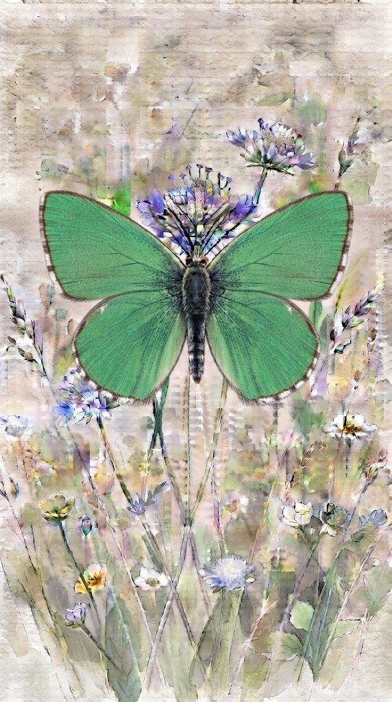 Zeleni robidar Callophrys rubi