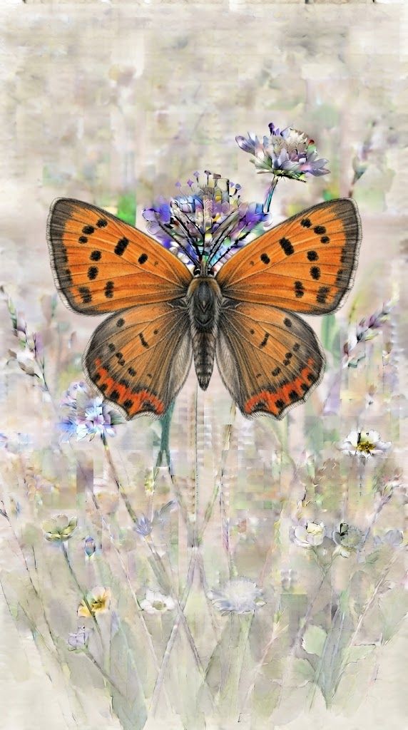 Mali cekinček Lycaena phlaeas